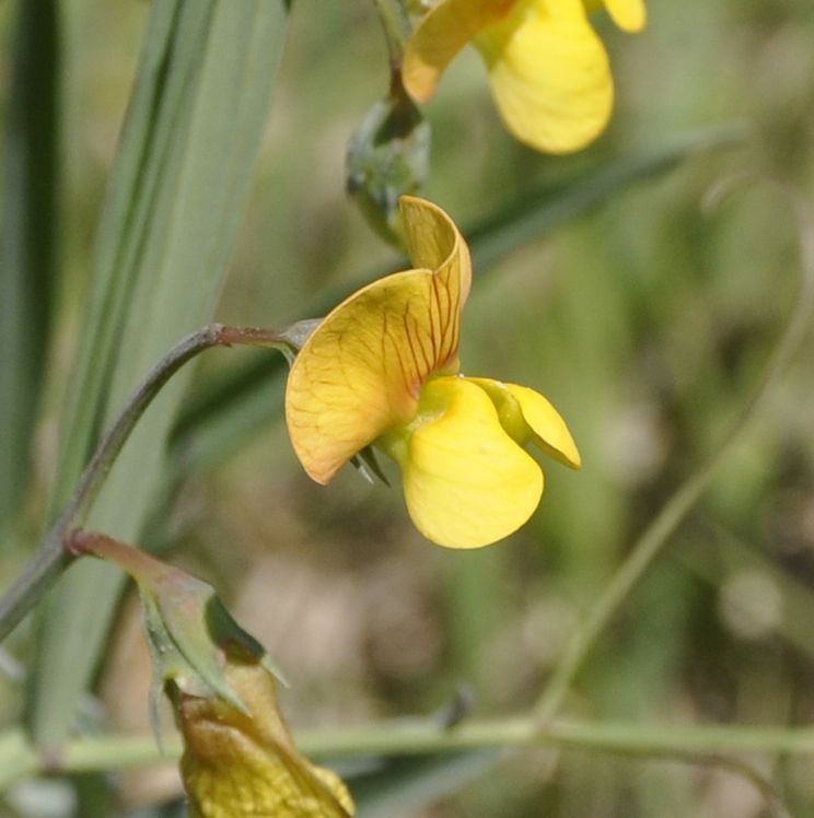 Изображение особи Lathyrus annuus.