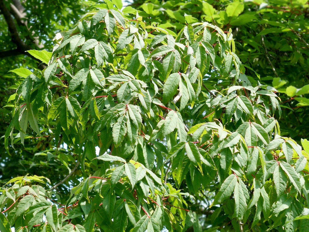 Image of Acer mandshuricum specimen.