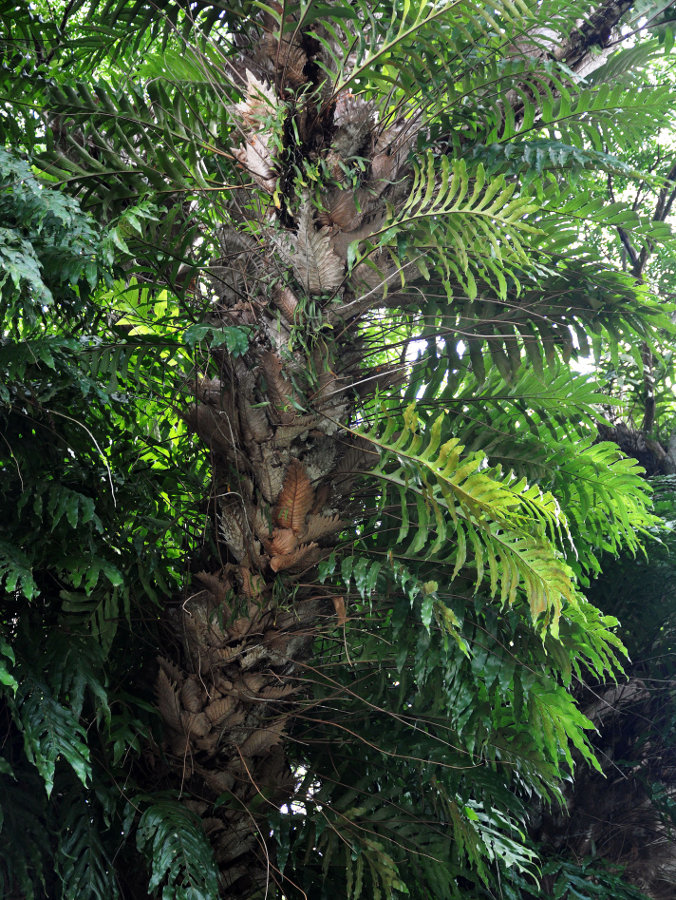 Image of Drynaria quercifolia specimen.