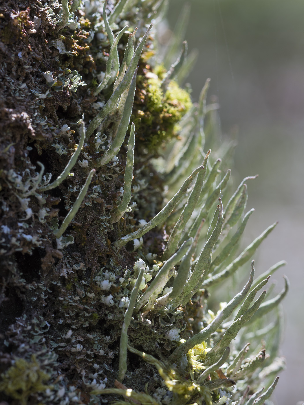 Image of Cladonia coniocraea specimen.
