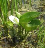 Calla palustris