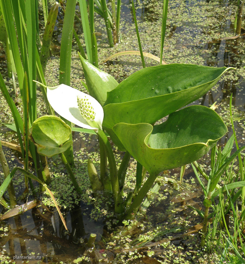 Изображение особи Calla palustris.