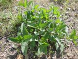 род Salvia