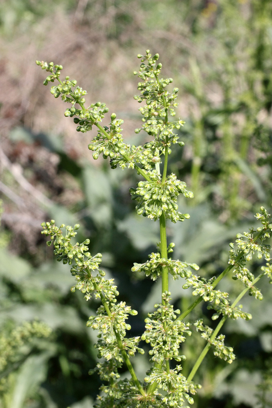 Изображение особи Rumex conglomeratus.