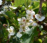 Crataegus taurica. Цветки и бутоны. Крым, Керченский п-ов, Приазовье, Караларская степь. 31.05.2017.