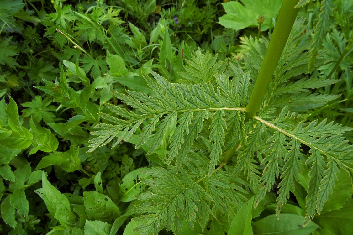 Image of Pedicularis atropurpurea specimen.