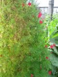 Ipomoea quamoclit