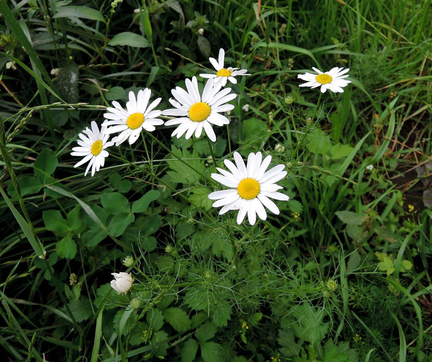 Image of Tripleurospermum inodorum specimen.