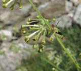 Asperula molluginoides