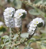 Heliotropium hirsutissimum. Соцветия. Греция, Халкидики, окр. с. Неа Потидеа (Νέα Ποτίδαια), пляж. 01.09.2017.