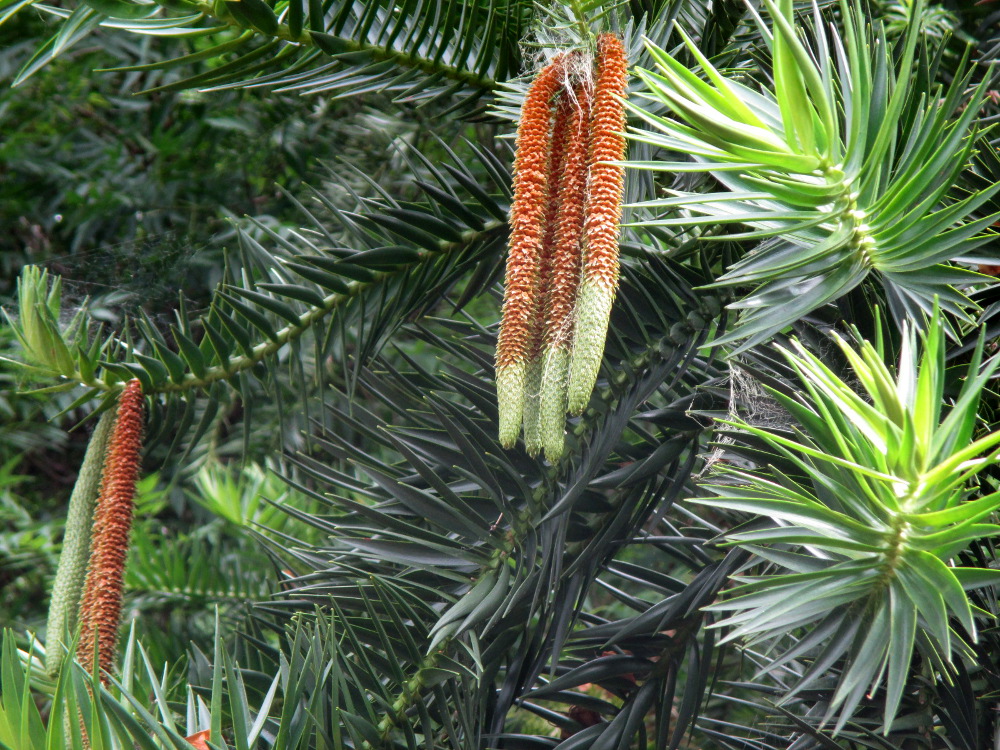 Изображение особи Araucaria hunsteinii.