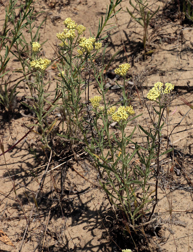 Image of Achillea × submicrantha specimen.