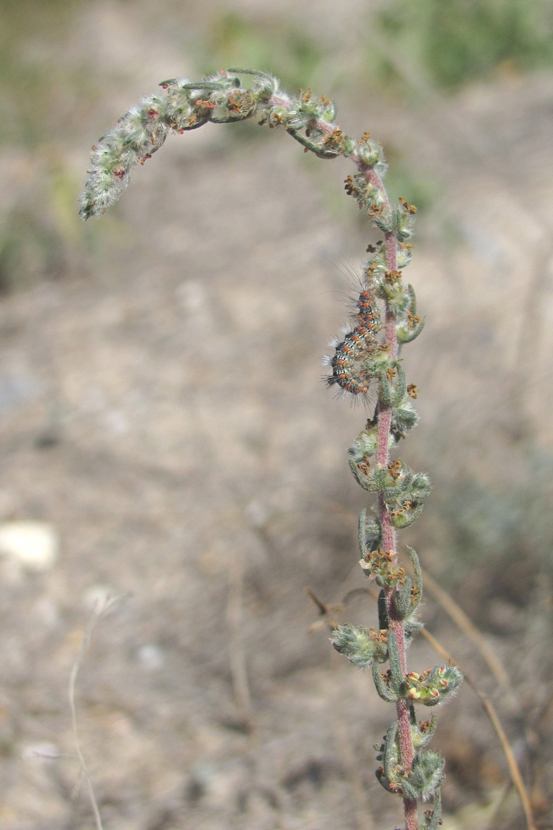 Image of Bassia laniflora specimen.