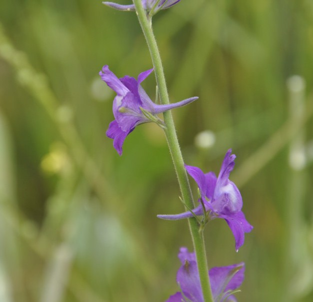 Изображение особи Delphinium phrygium.