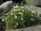 Stellaria ruscifolia. Цветущее растение. Магаданская обл., окр. г. Магадан, побережье бухты Гертнера, среди крупных камней на берегу. 20.07.2008.