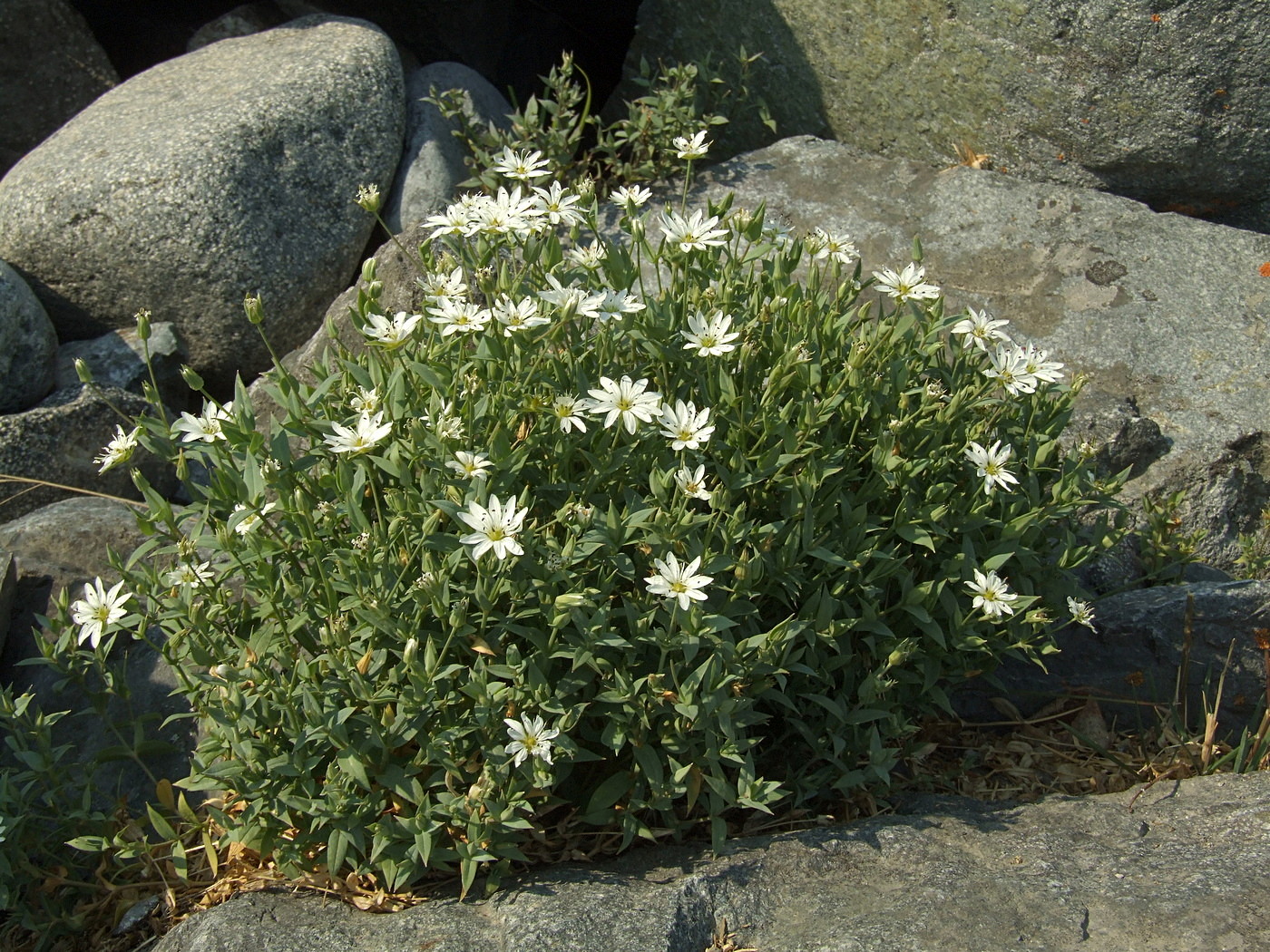 Image of Stellaria ruscifolia specimen.