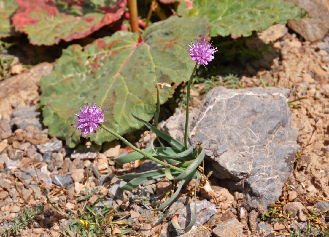 Изображение особи Allium carolinianum.