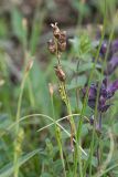 Bartsia alpina