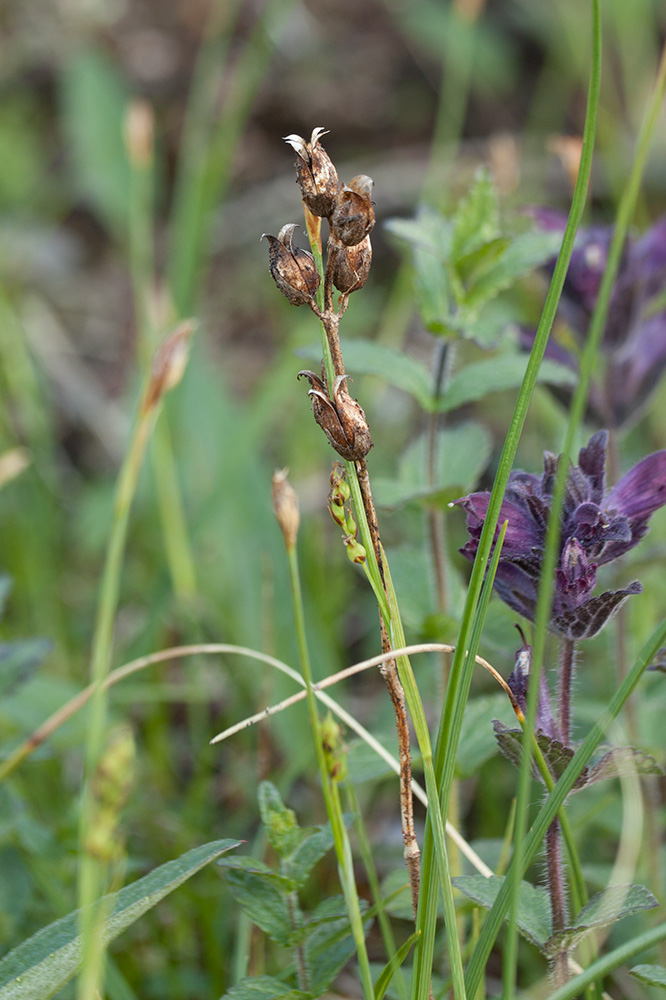 Image of Bartsia alpina specimen.