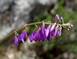 Hedysarum branthii. Соцветие. Якутия, Алданский р-н, в 6 км выше по течению г. Томмот, левый берег р. Алдан. 27.06.2016.