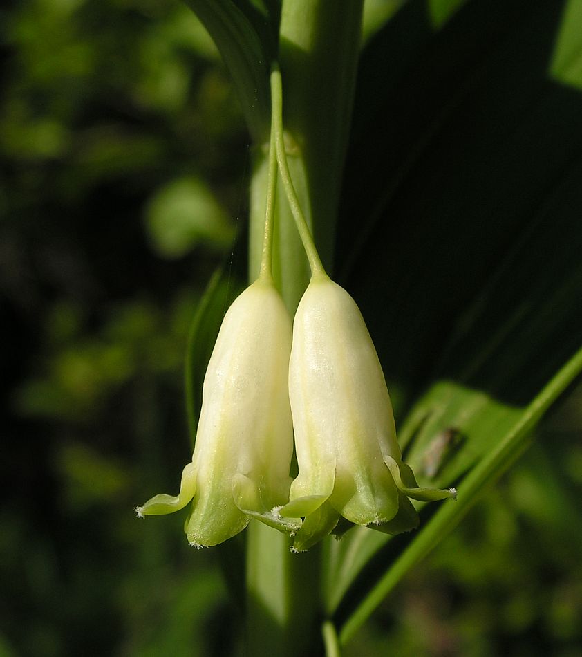 Image of Polygonatum odoratum specimen.