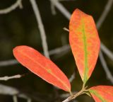 Combretum erythrophyllum. Отмирающие листья на верхушке побега. Израиль, Шарон, пос. Кфар Монаш, ботанический сад \"Хават Ганой\". 15.08.2016.