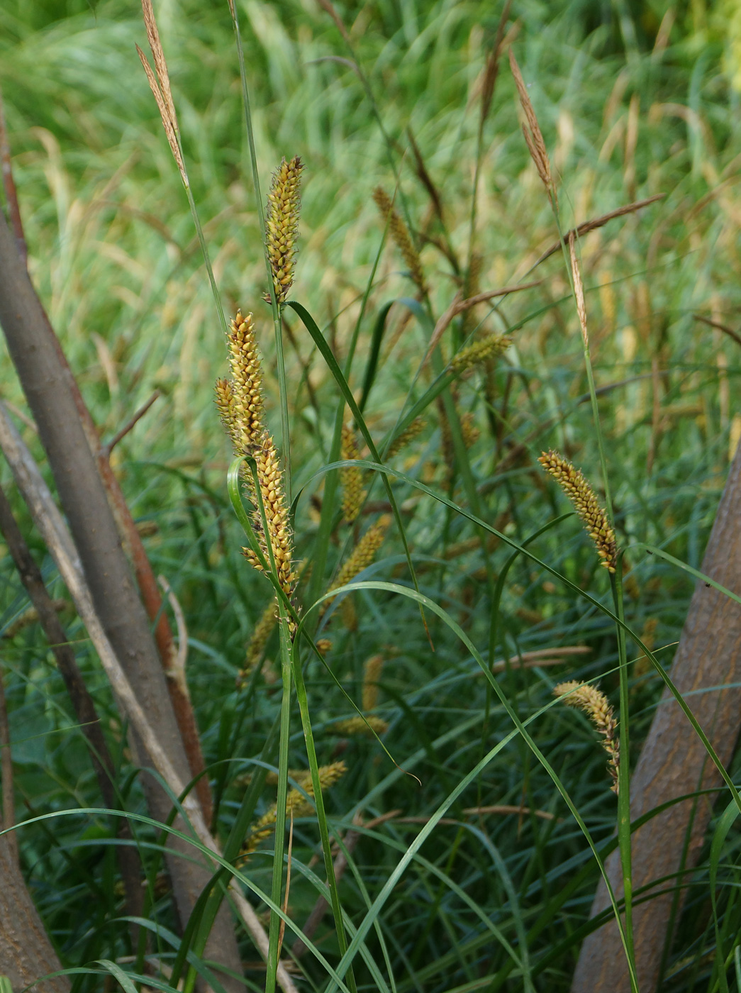 Изображение особи Carex vesicaria.