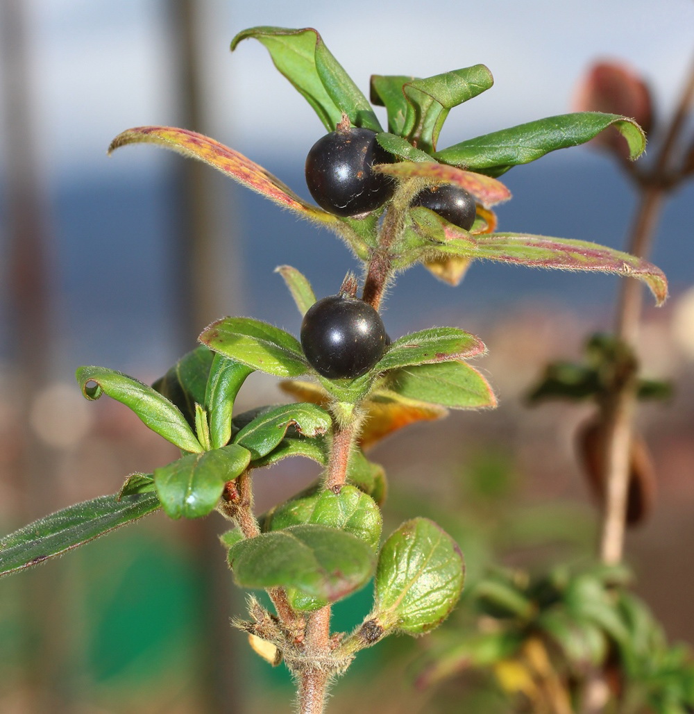 Изображение особи Lonicera japonica.