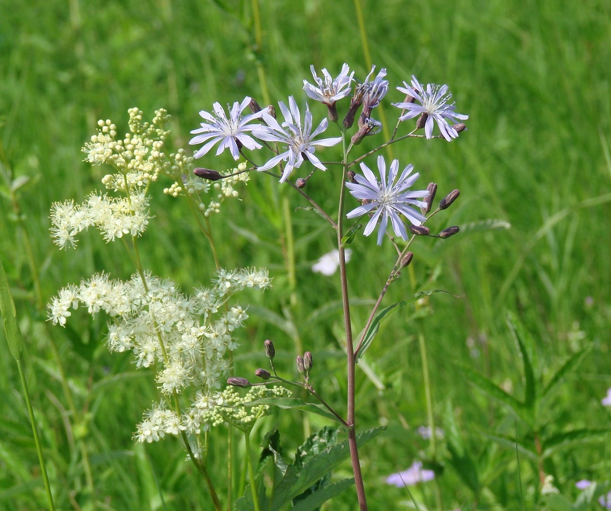 Image of Lactuca sibirica specimen.