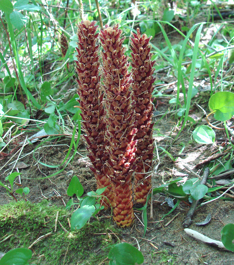 Image of Boschniakia rossica specimen.