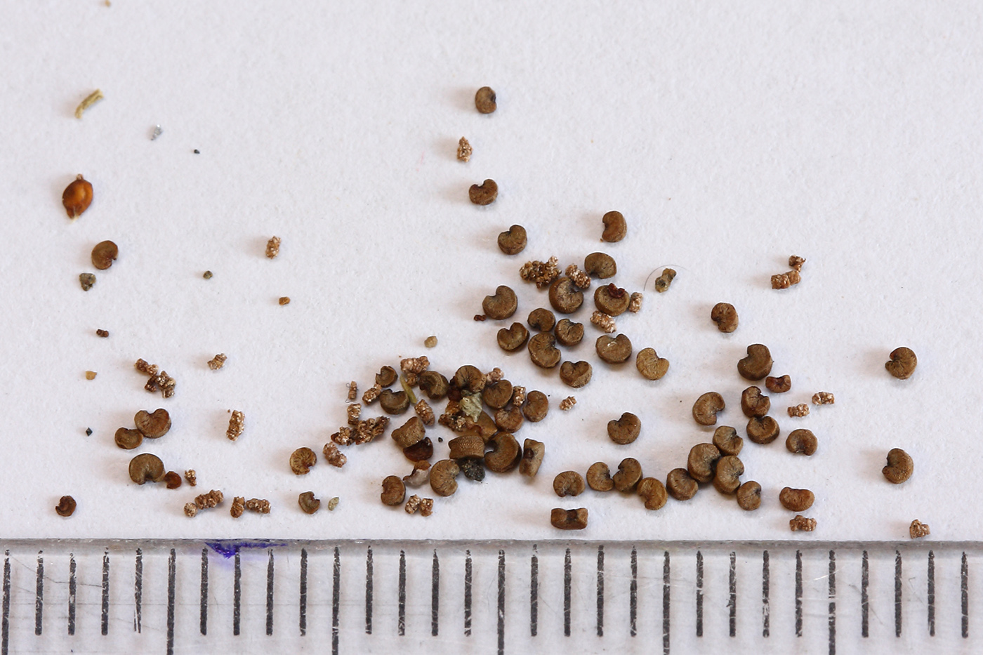 Image of familia Caryophyllaceae specimen.