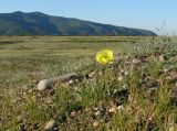 Papaver nudicaule. Цветущее растение. Иркутская обл., Иркутский р-н, окр. пос. Бол. Голоустное, долина устья р. Голоустная. 29.05.2017.