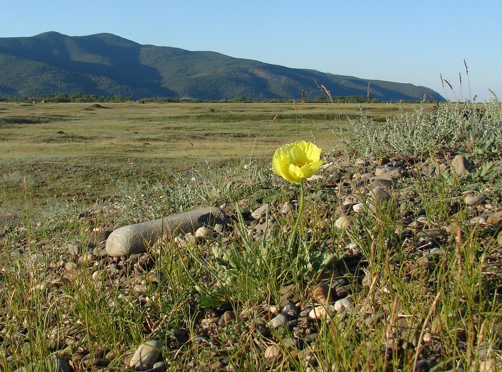 Image of Papaver nudicaule specimen.