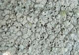genus Diploschistes. Часть таллома с апотециями. Испания, Центральная Кордильера, национальный парк Сьерра-де-Гуадаррама, гора Абантос, скальный выход. Январь.