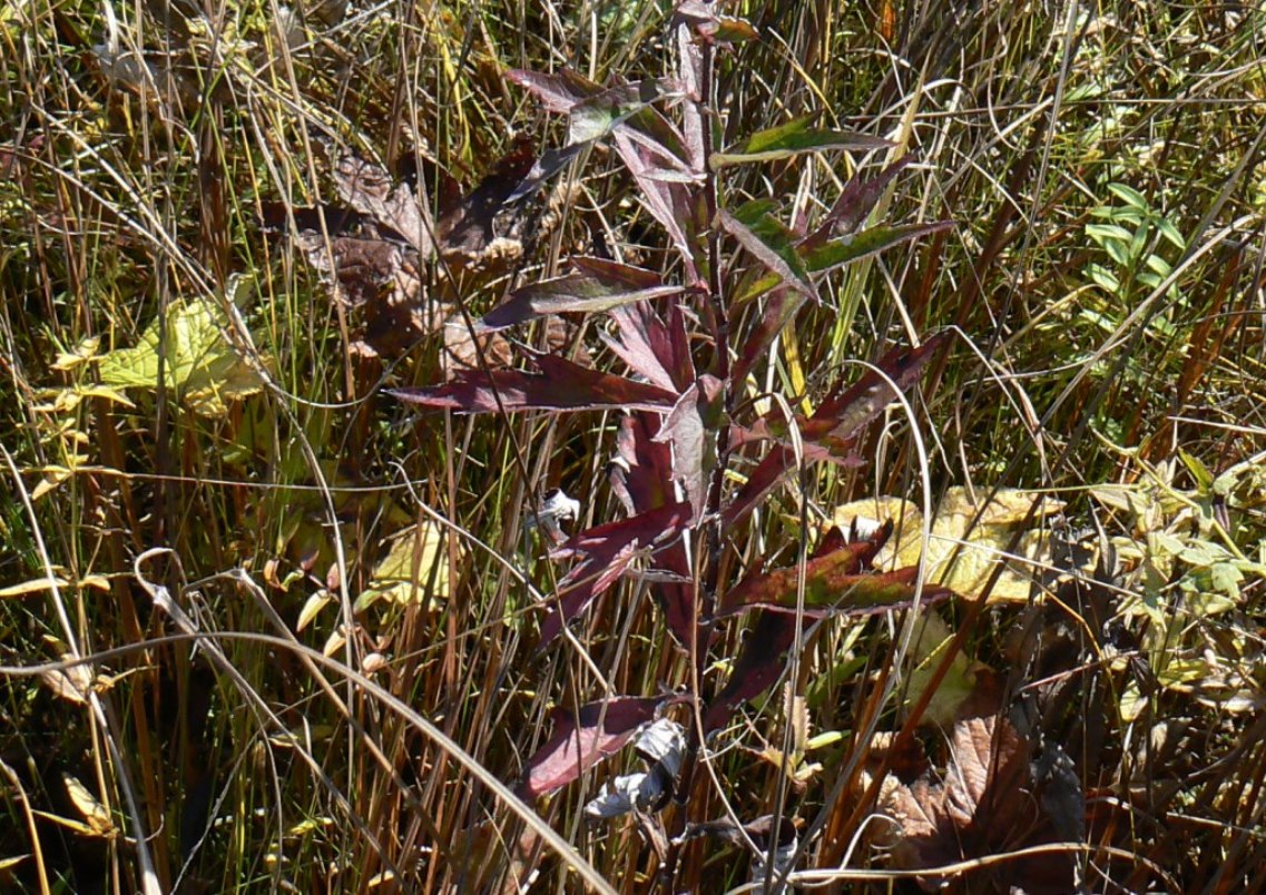Image of Artemisia stolonifera specimen.