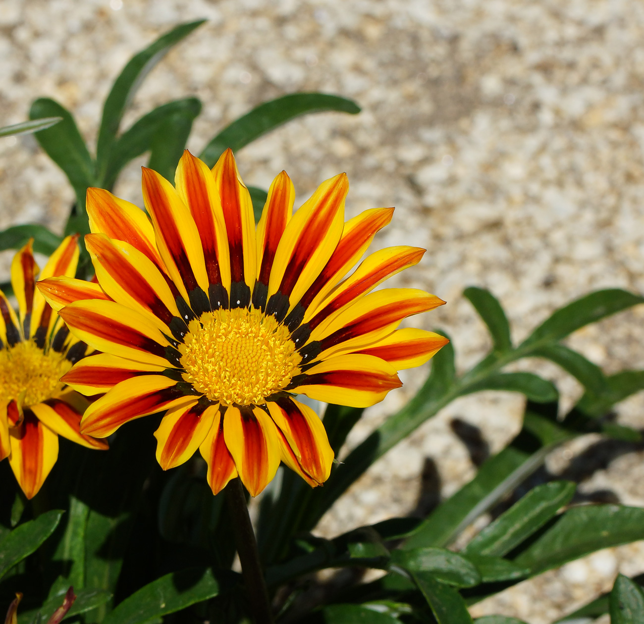 Изображение особи Gazania rigens.