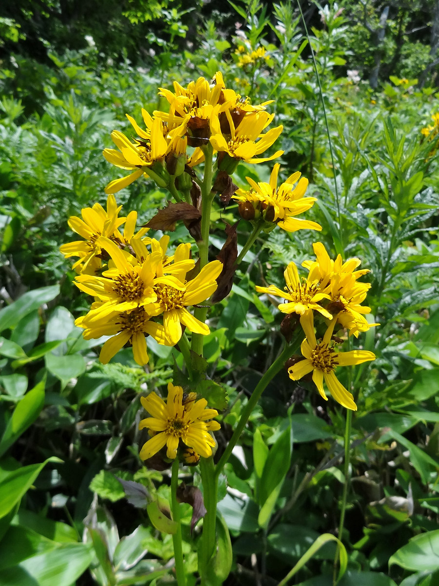 Image of Ligularia hodgsonii specimen.