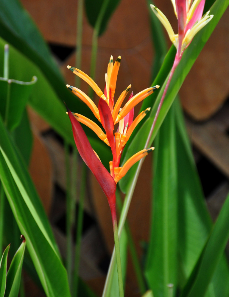 Изображение особи Heliconia psittacorum.