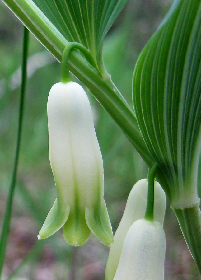 Image of Polygonatum odoratum specimen.