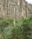 род Cortaderia. Плодоносящее растение. Боливия, окр. г. Ла-Пас, Лунная долина, бэдленд. 15 марта 2014 г.