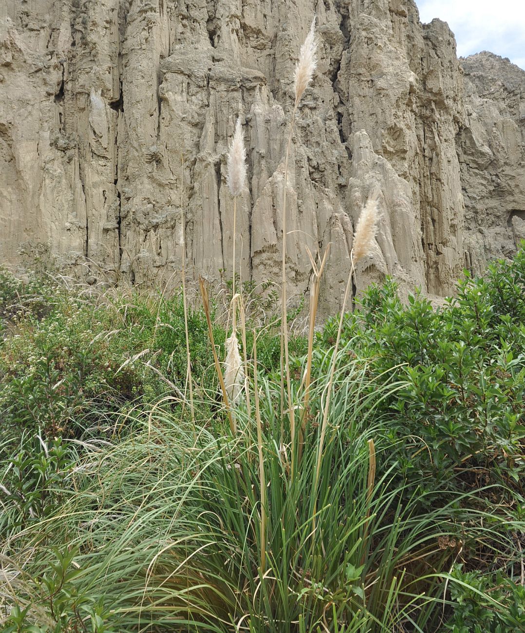 Image of genus Cortaderia specimen.