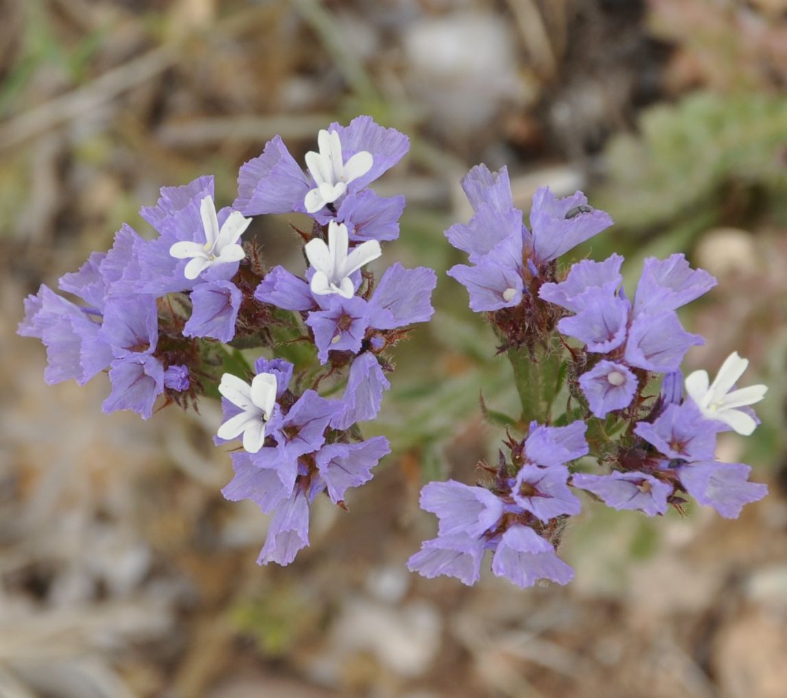 Image of Limonium sinuatum specimen.