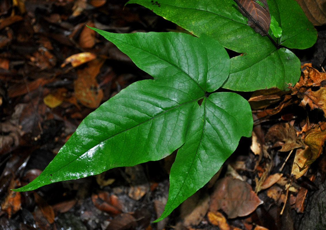 Image of Tectaria angulata specimen.