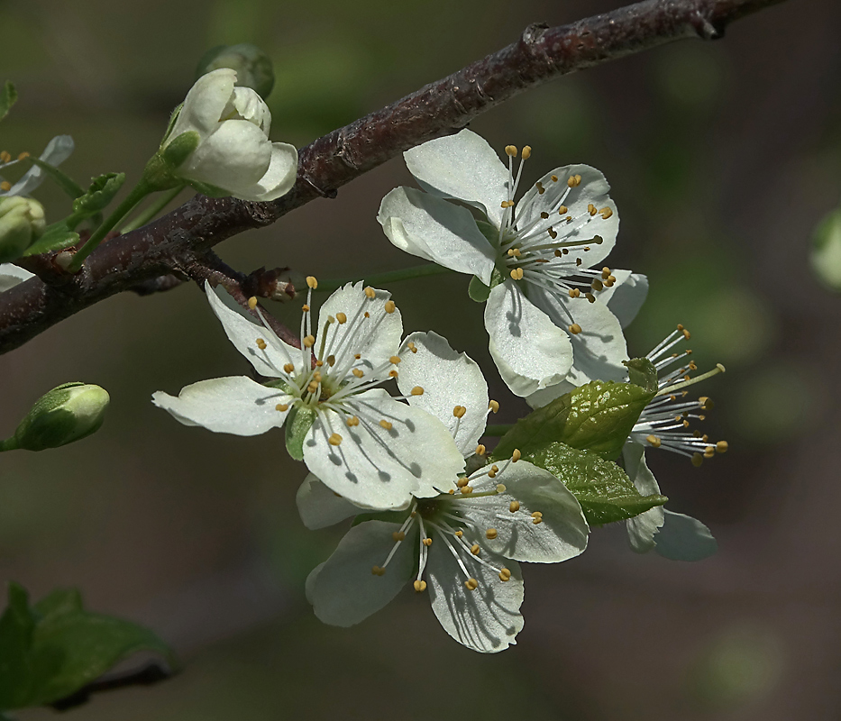 Изображение особи Prunus domestica.