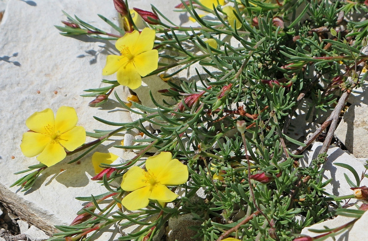 Image of Fumana procumbens specimen.