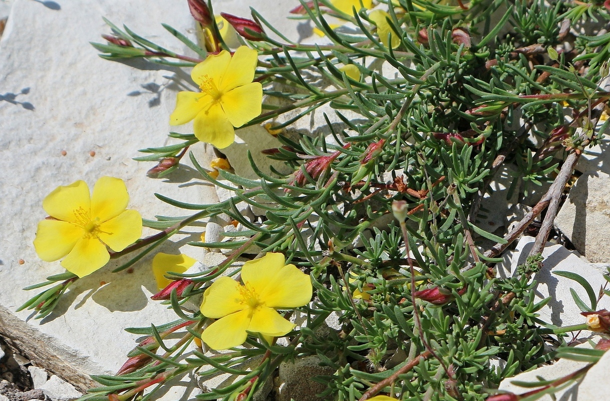 Image of Fumana procumbens specimen.