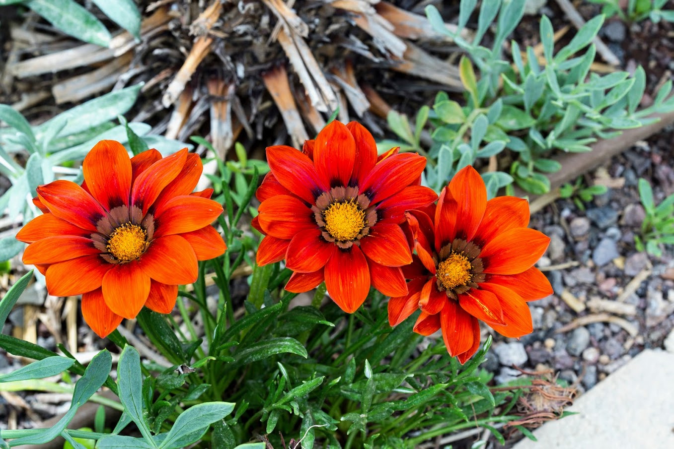 Image of Gazania &times; hybrida specimen.