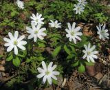 Anemone altaica