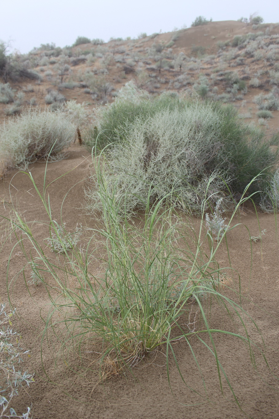 Image of Stipagrostis karelinii specimen.