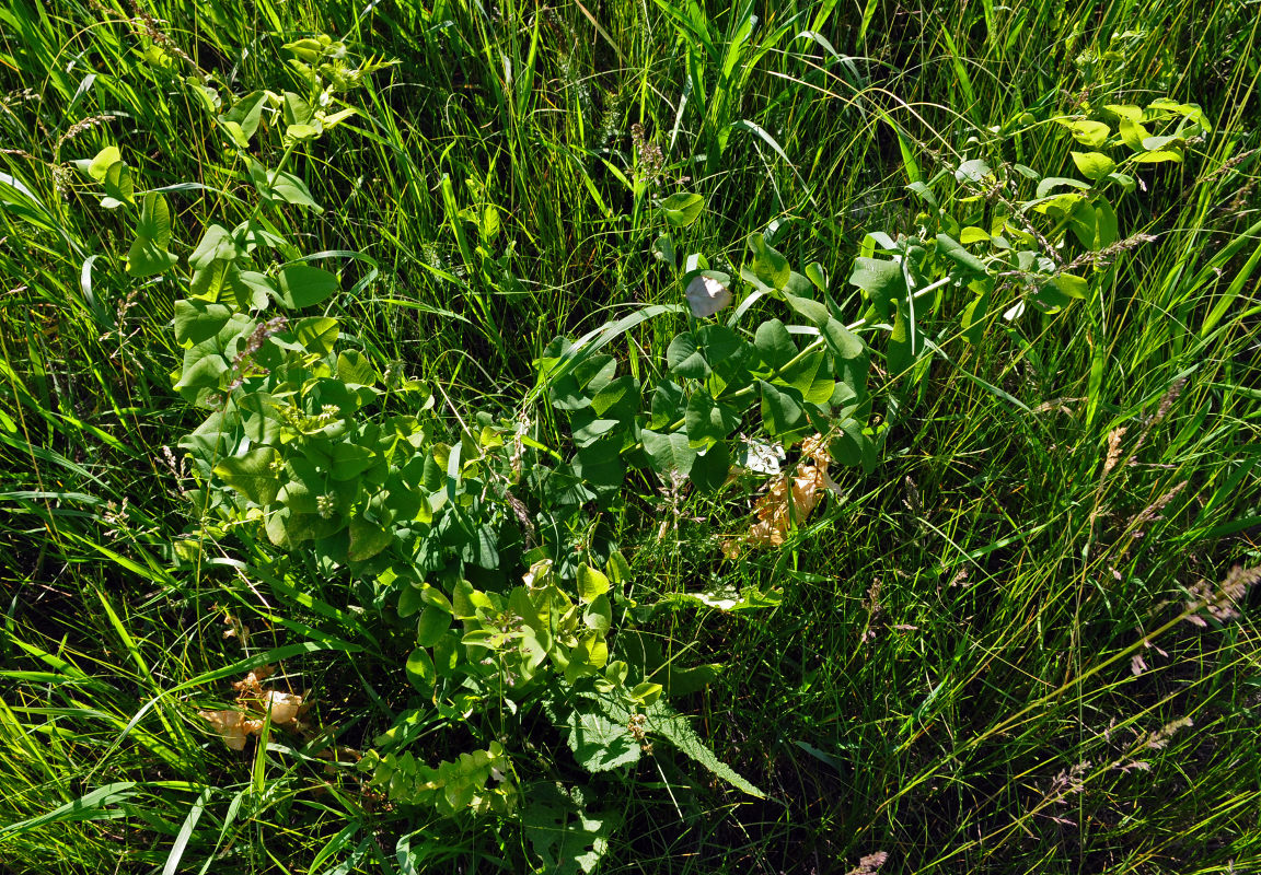 Изображение особи Vicia pisiformis.